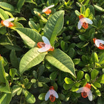 Solar Lamp String Solar Sun Lamp Garden Decorative Landscape Lamp Solar Outdoor Waterproof Courtyard Lamp Creative Bee Decorative Lamp